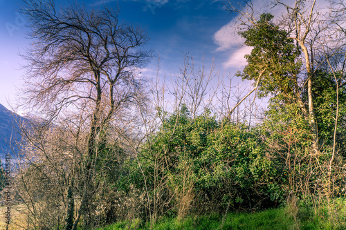 trees on winter with montain, sun and clouds on background