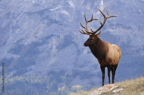 Elk (wapiti), Jasper National Park, Alberta, Canada