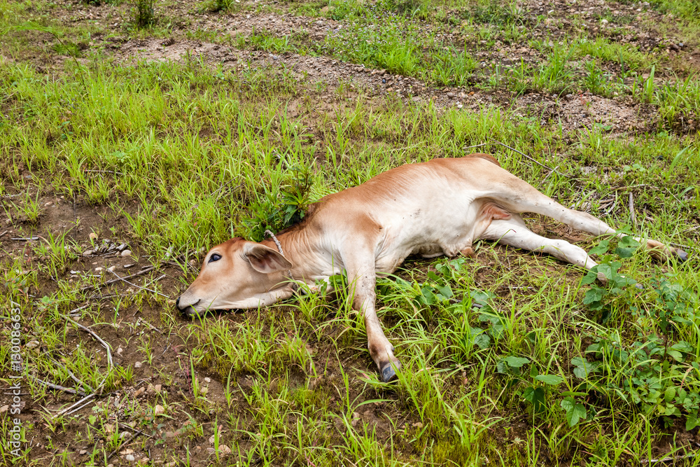 Thai cow calf