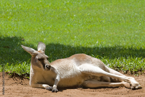 Kangaroo lying