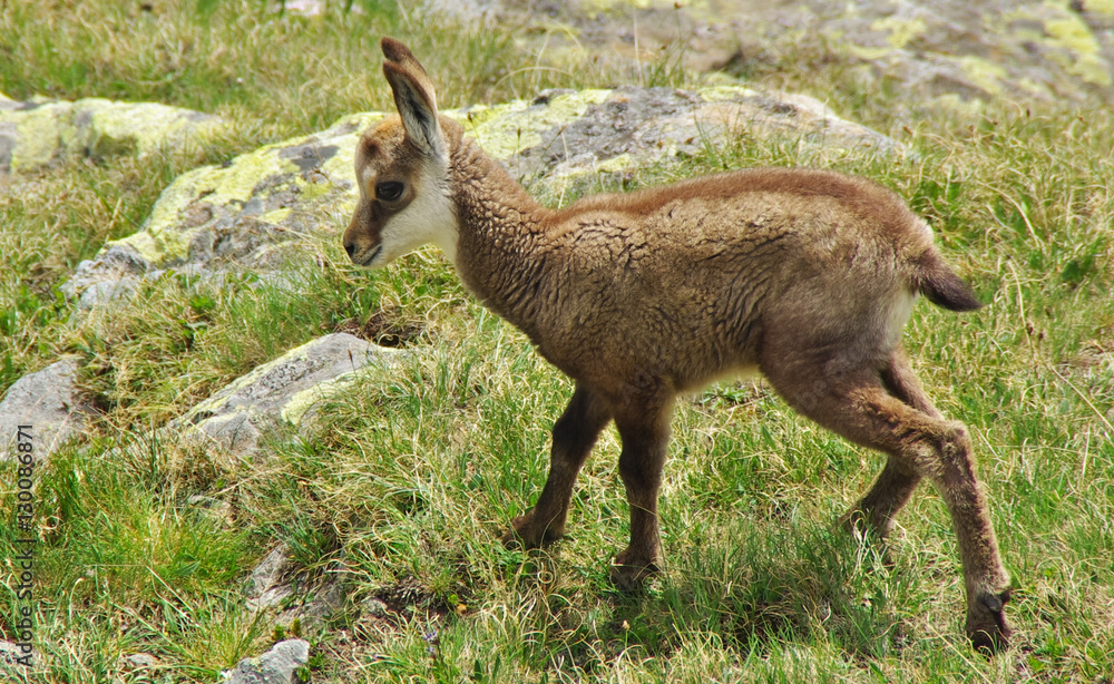 Baby chamois on the grass Baby chamois on the grass