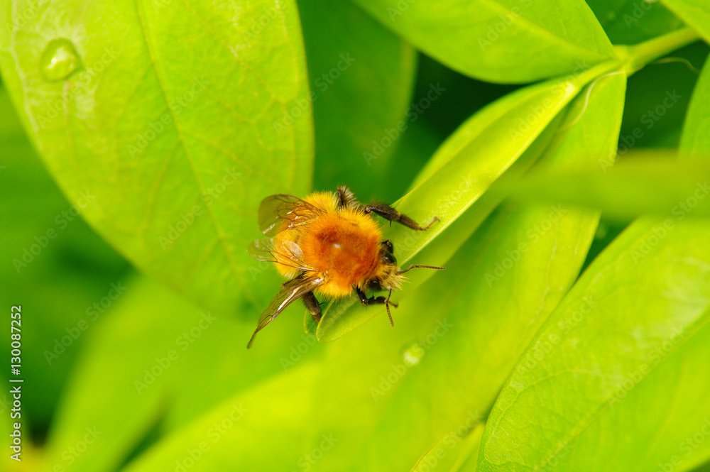 Fototapeta premium Water drops on green leaves