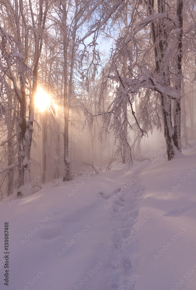 Beatiful morning sunrays in winter forest with amazing sun beams Beatiful morning sunrays in winter forest with amazing sun beams