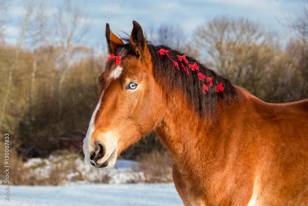 Obraz premium Christmas portrait of a red horse