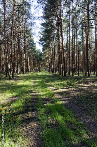 Path going in between a forest comprising of multiple rows of trees