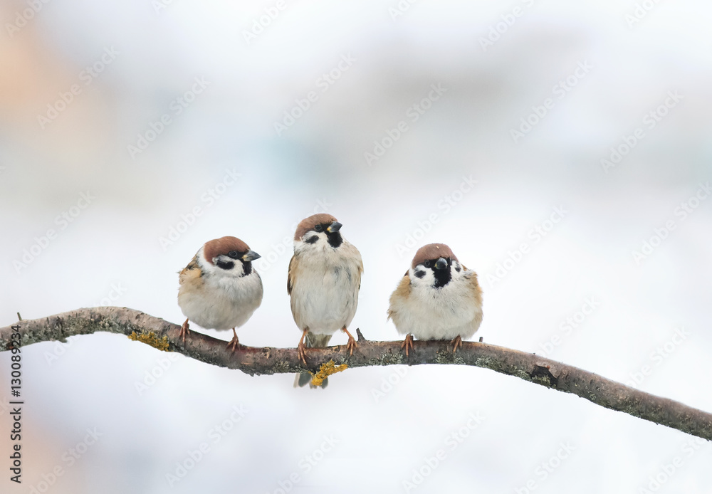 Fototapeta premium trzy śmieszne ptaki Wróbel siedzący na gałęzi w zimie