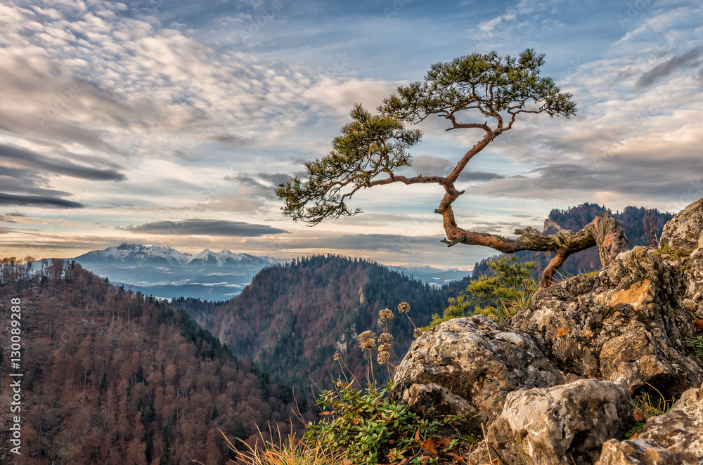 Dwarf pine tree on Sokolica peak, Pieniny, Poland Dwarf pine tree on Sokolica peak, Pieniny, Poland