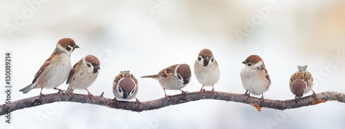 small funny birds sparrows sitting on a branch on the panoramic picture photo