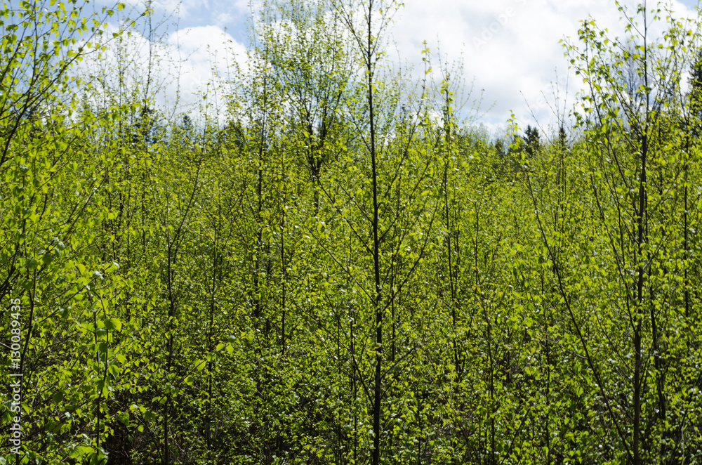 Fototapeta premium Green leaves at springtime