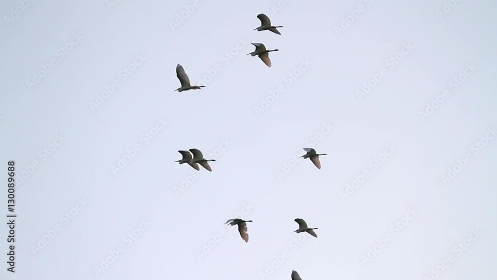 Egrets fly during the migration,great egret, white, wild birds/Egrets fly during the migration,great egret, white, wild birds Egrets fly during the migration,great egret, white, wild birds/Egrets fly during the migration,great egret, white, wild birds