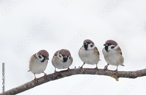 funny little birds, the sparrows curiously look at each other, sitting on a branch