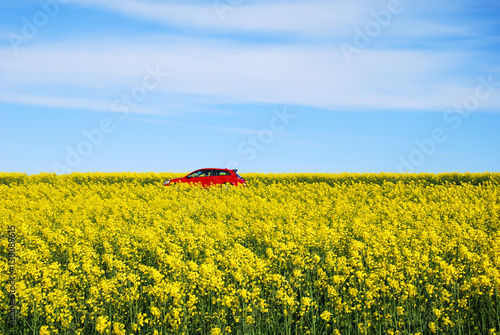 Red car  in blossom rapeseed field