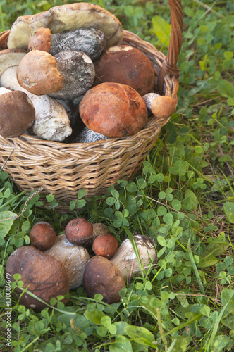 Bolete mushrooms in a basket