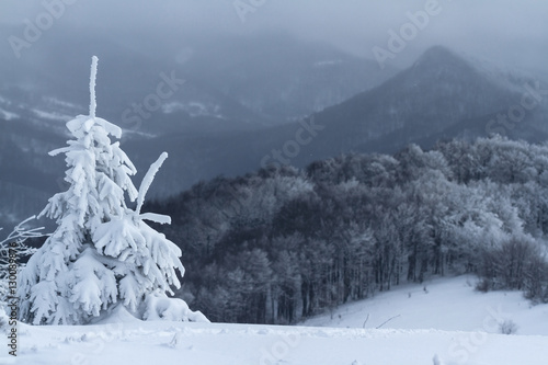 Fir-tree in mountain peak in winter with snow