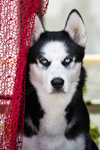 dog with glare