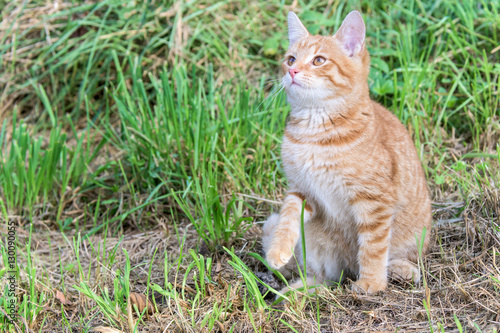 Beautiful photograph of a brown and white cat staring into space © stonefy