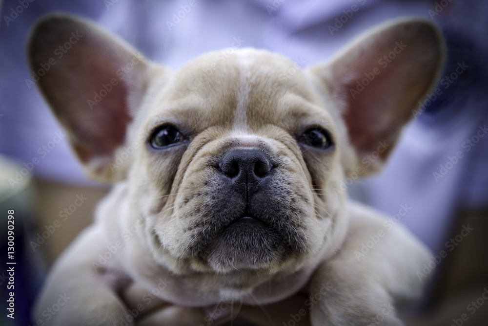 Close up baby french bulldog