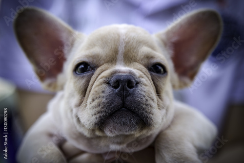 Close up baby french bulldog © teerawutbunsom