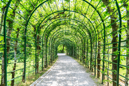 Green archway in a garden