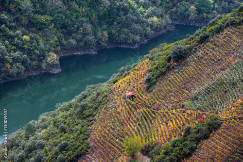 Fotografie Autum view of the vineyards of Doade