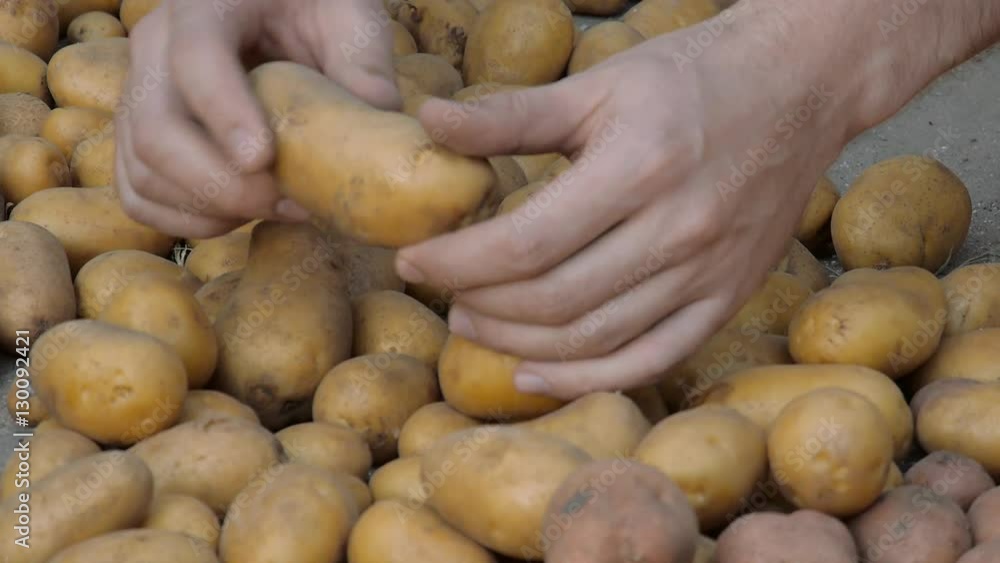 Agriculture. Farmer prepares the potatoes for sale. Agriculture. Farmer prepares the potatoes for sale.