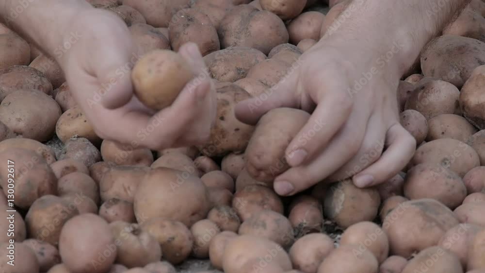 The potato harvest. Hands sorting the potato crop. The potato harvest. Hands sorting the potato crop.