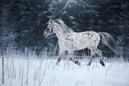 White spotted horse portrait, walk on the paddock