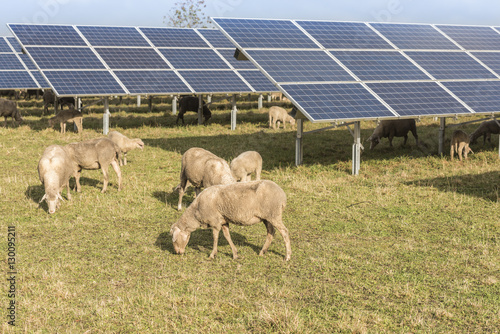 Schafherde grast unter einer Freiflächen Photovoltaikanlage 