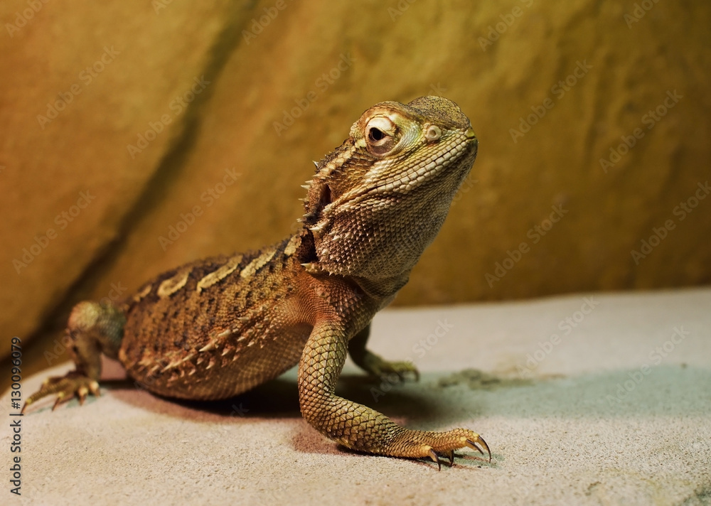 Naklejka premium Pogona lézard dragon