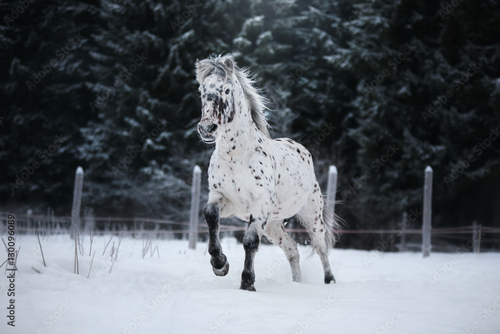 White spotted horse portrait, walk on the paddock