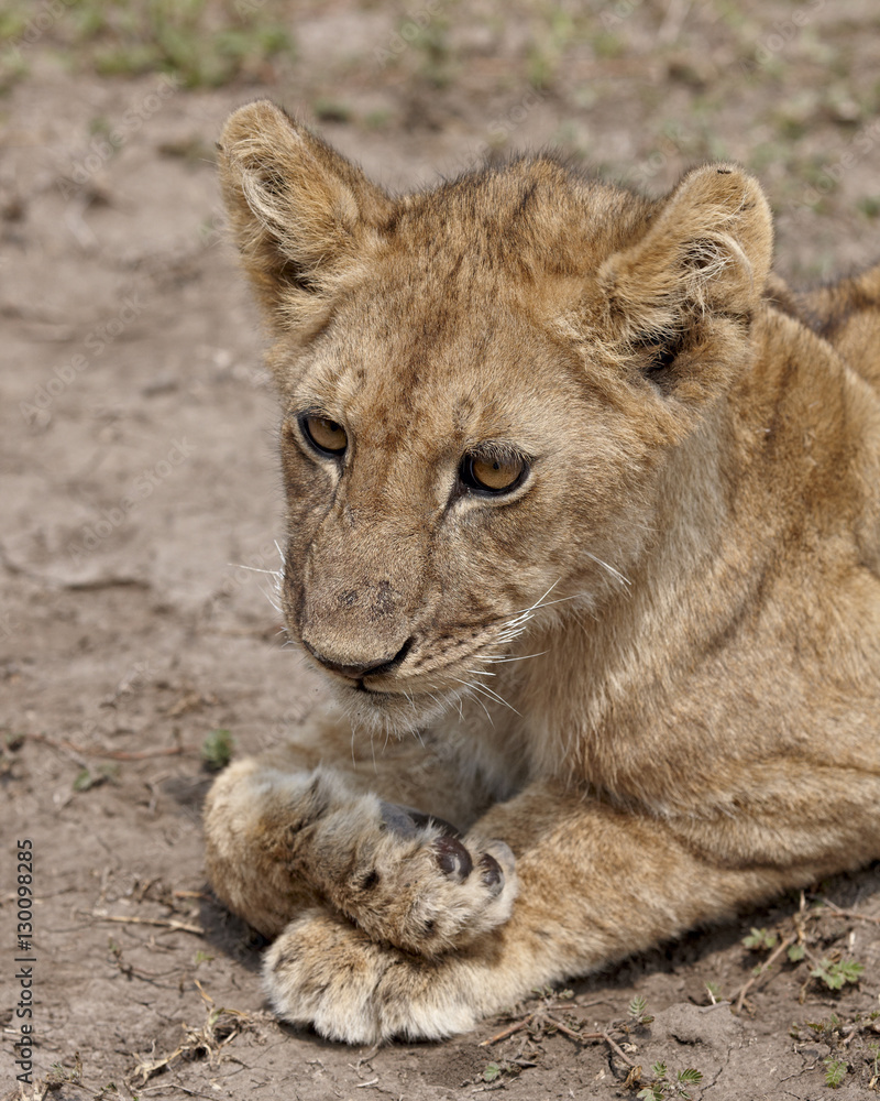 Lion (Panthera leo) cub, Serengeti National Park, Tanzania Lion (Panthera leo) cub, Serengeti National Park, Tanzania