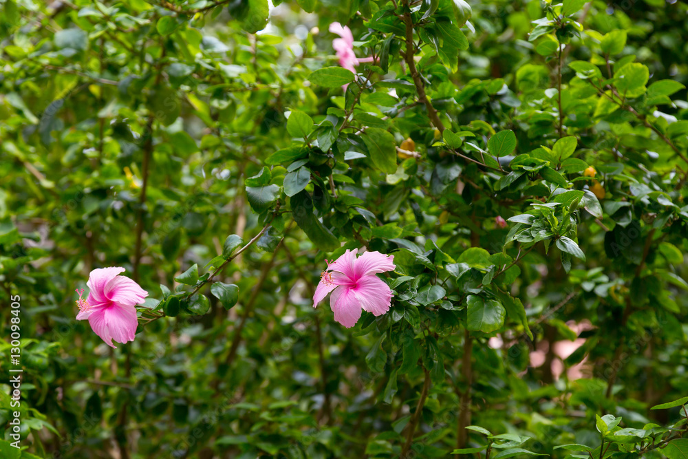 Pink flower in Thailand