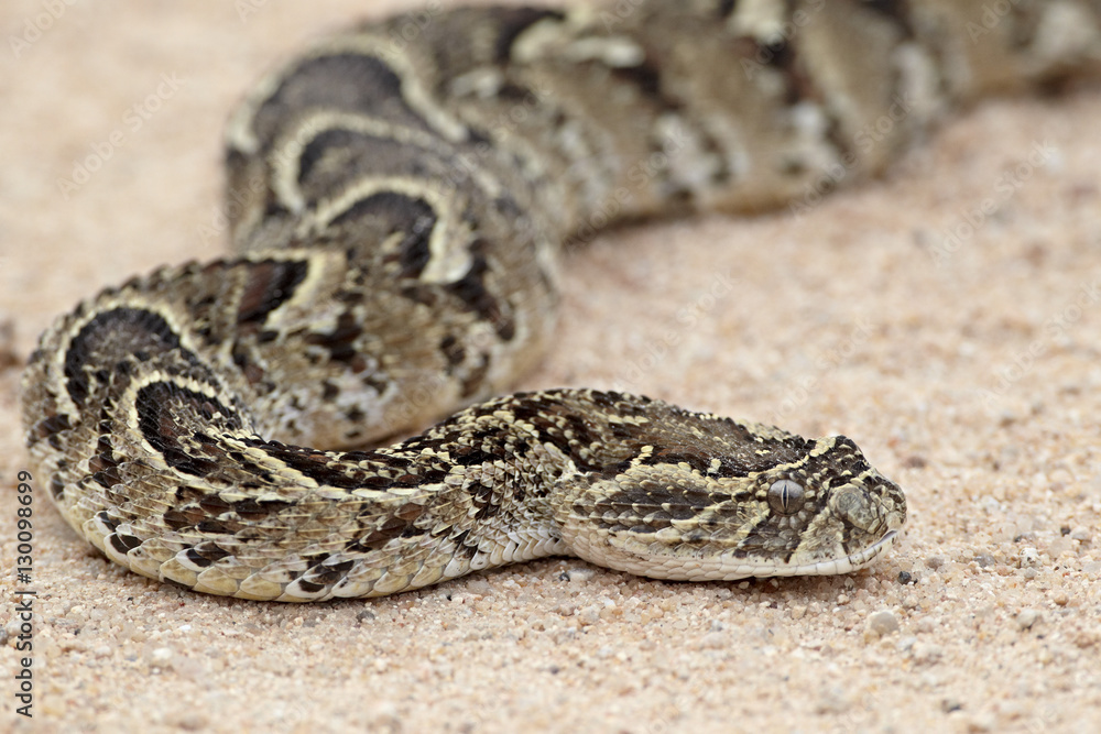 Puff adder (African puff adder) (common puff adder) (Bitis arietans), Kruger National Park Puff adder (African puff adder) (common puff adder) (Bitis arietans), Kruger National Park