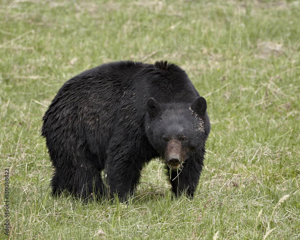 Black bear (Ursus americanus) eating, Yellowstone National Park, Wyoming Black bear (Ursus americanus) eating, Yellowstone National Park, Wyoming