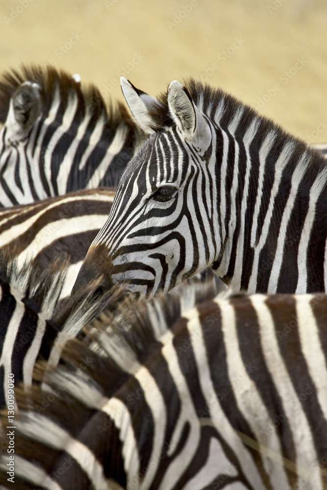 Common zebra or Burchell's zebra (Equus burchelli), Masai Mara National Reserve, Kenya Common zebra or Burchell's zebra (Equus burchelli), Masai Mara National Reserve, Kenya