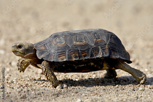 Speke's Hinged Tortoise (Kinixys spekii), Kruger National Park