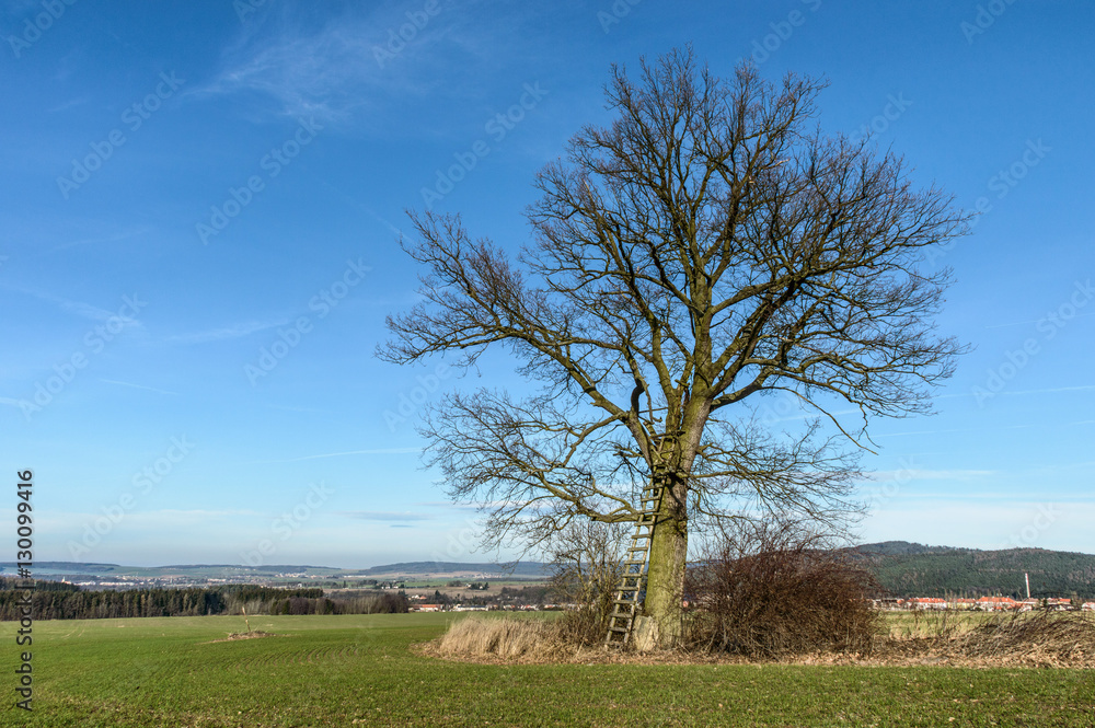Isolated tree with a ladder leading to the top of the tree