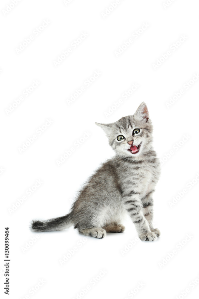 Beautiful cat isolated on white background Beautiful cat isolated on white background
