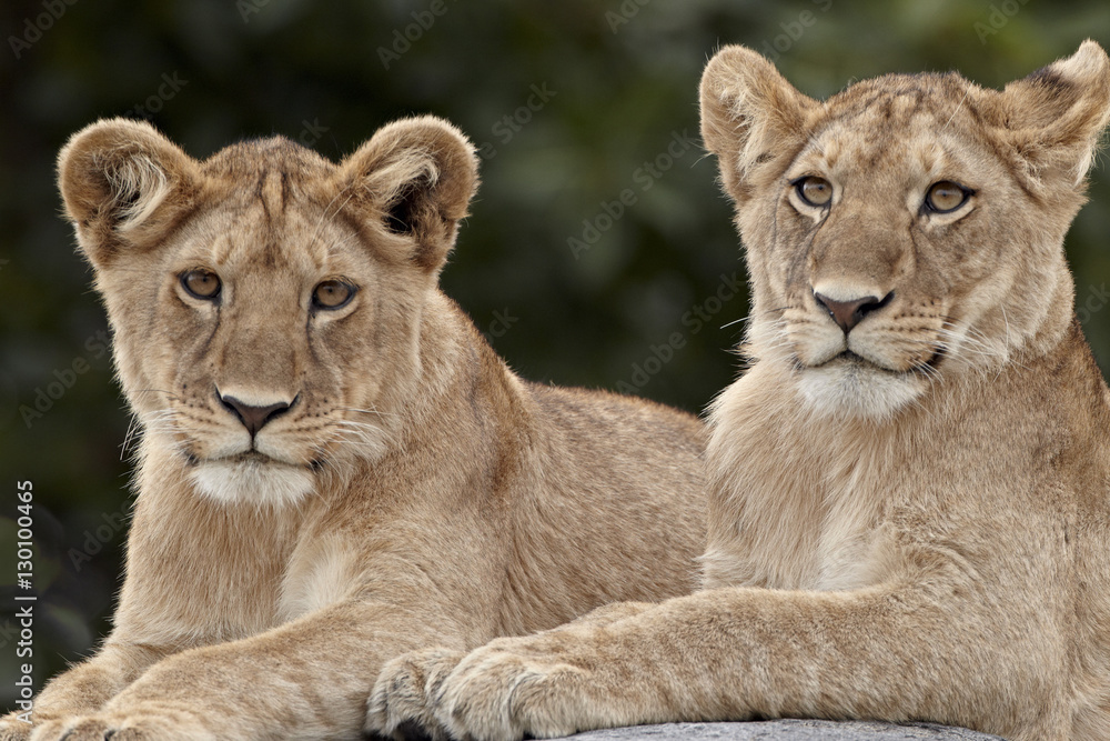 Two lion (Panthera leo) cubs, Serengeti National Park, Tanzania Two lion (Panthera leo) cubs, Serengeti National Park, Tanzania