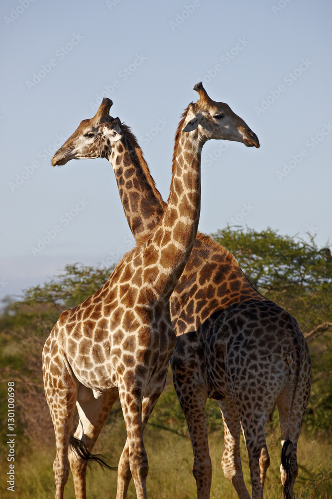 Two male Cape giraffe (Giraffa camelopardalis giraffa), Imfolozi Game Reserve Two male Cape giraffe (Giraffa camelopardalis giraffa), Imfolozi Game Reserve