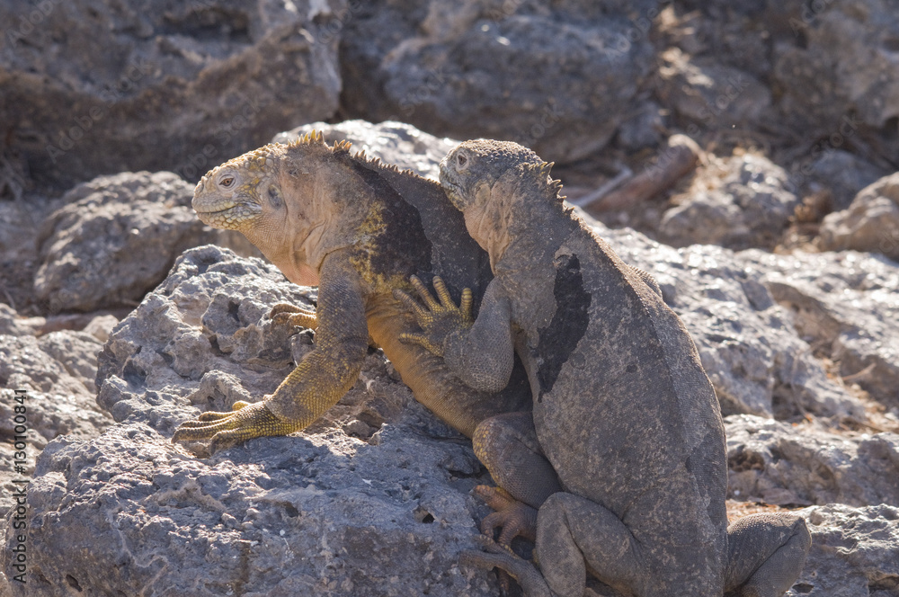 Land Iguana Twosome, Galapagos Land Iguana Twosome, Galapagos