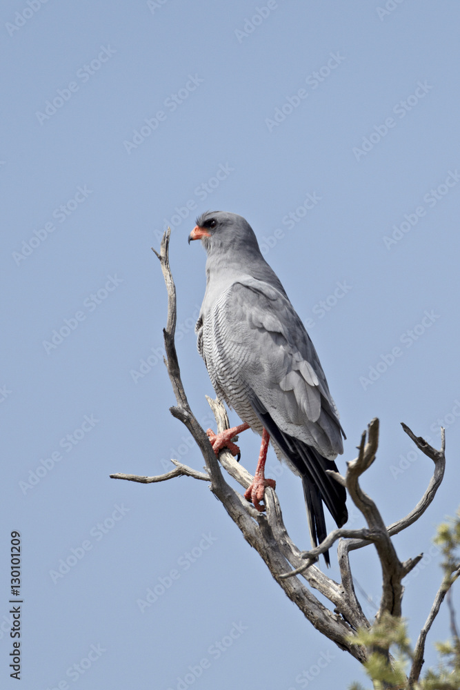 Southern pale chanting goshawk (Melierax canorus), Kgalagadi Transfrontier Park, encompassing the former Kalahari Gemsbok National Park Southern pale chanting goshawk (Melierax canorus), Kgalagadi Transfrontier Park, encompassing the former Kalahari Gemsbok National Park