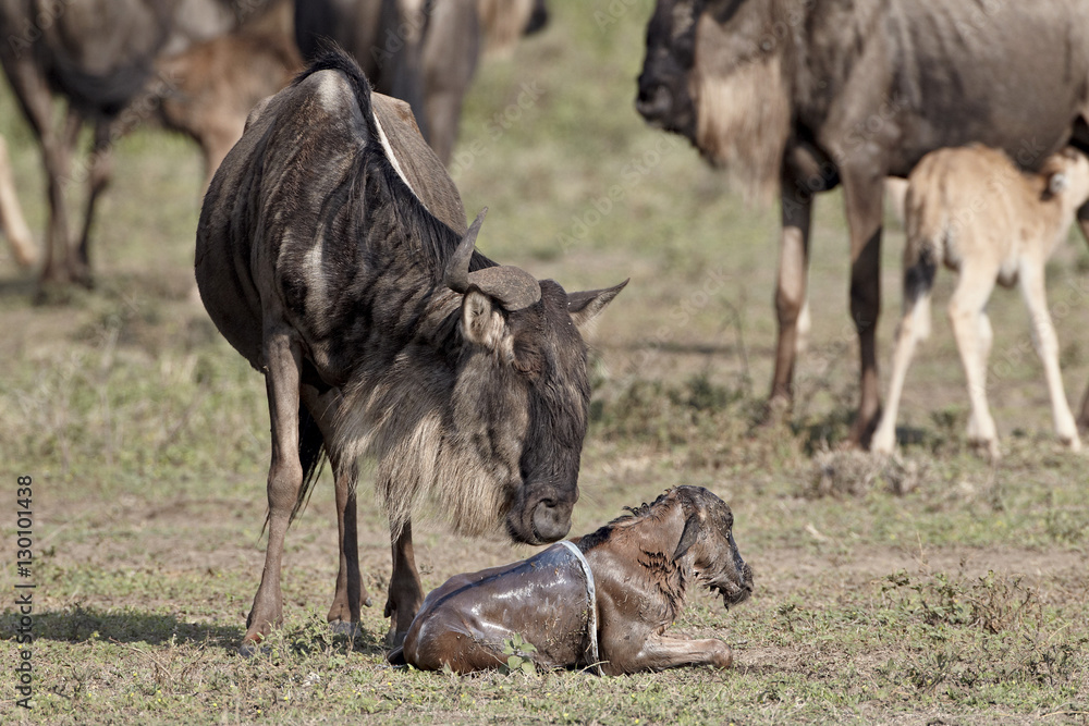 Newborn blue wildebeest (brindled gnu) (Connochaetes taurinus), Serengeti National Park, Tanzania Newborn blue wildebeest (brindled gnu) (Connochaetes taurinus), Serengeti National Park, Tanzania