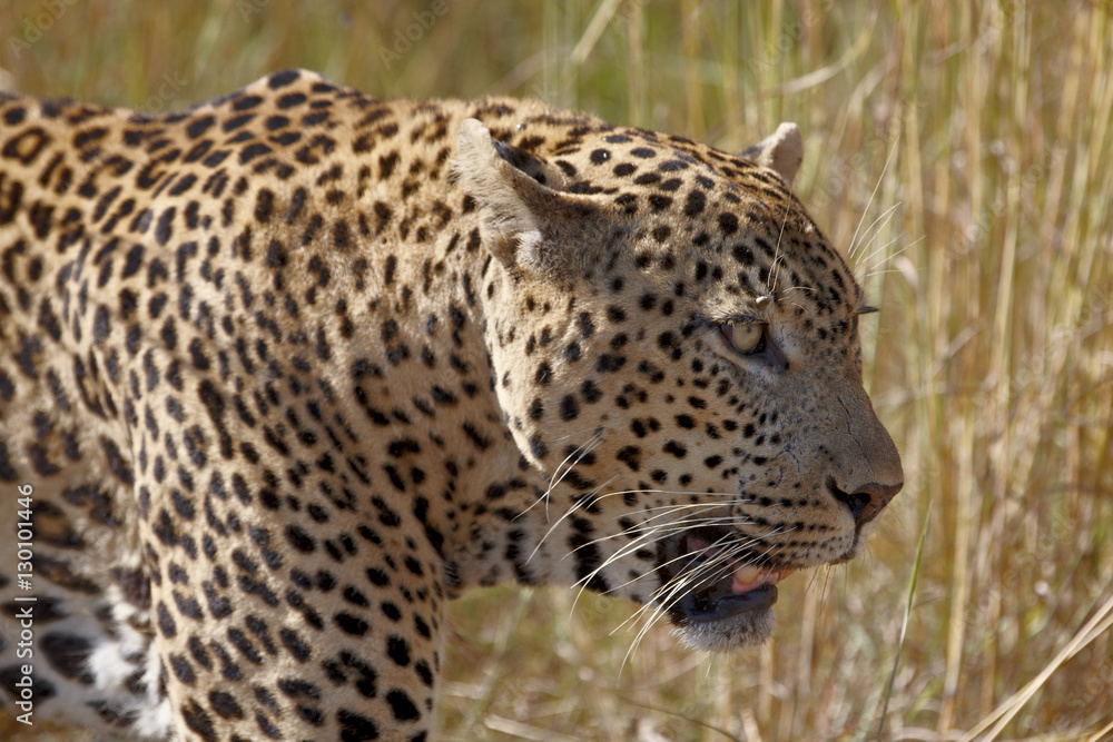 Male leopard (Panthera pardus), Kruger National Park Male leopard (Panthera pardus), Kruger National Park