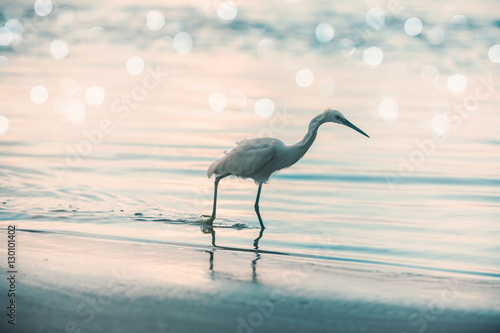 Fotografie wild white heron walking
