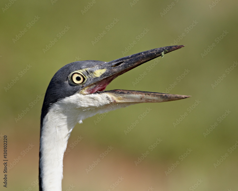 Black-headed heron (Ardea melanocephala) with its bill open, Addo Elephant National Park Black-headed heron (Ardea melanocephala) with its bill open, Addo Elephant National Park