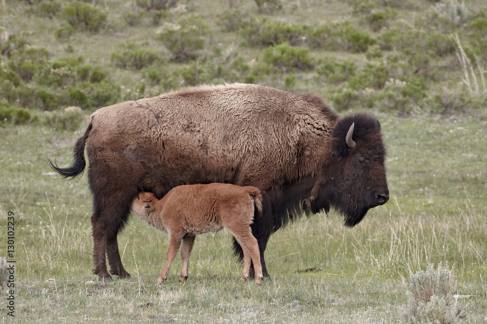 Bison (Bison bison) cow nursing her calf, Yellowstone National Park, Wyoming Bison (Bison bison) cow nursing her calf, Yellowstone National Park, Wyoming