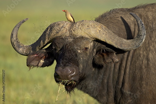 Cape buffalo (African buffalo) (Syncerus caffer) with a red-billed oxpecker (Buphagus erythrorhynchus), Ngorongoro Crater, Ngorongoro Conservation Area, Tanzania,East Africa,Africa