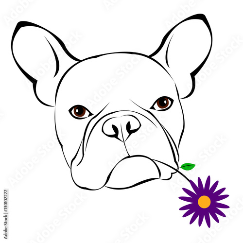 dog, vector, breed, cute, animal, bulldog, french