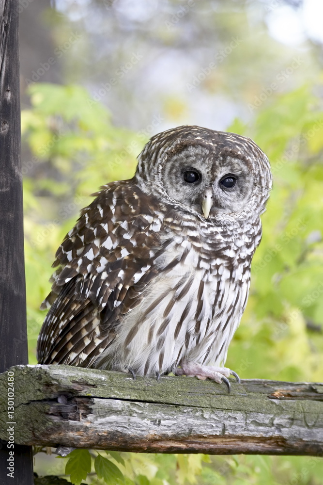 Barred owl (Strix varia) on fence, in captivity, Boulder County, Colorado Barred owl (Strix varia) on fence, in captivity, Boulder County, Colorado